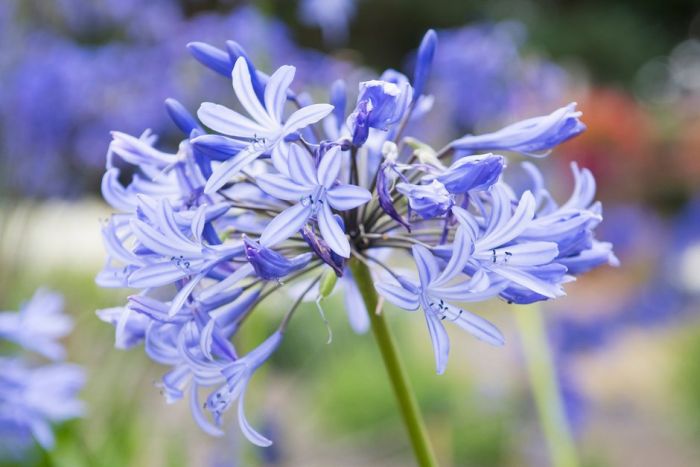 African lily 'Blue Ribbon'
