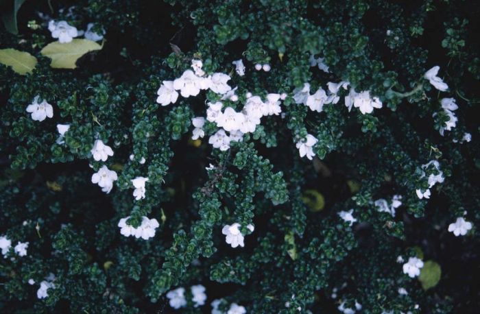 alpine mint bush