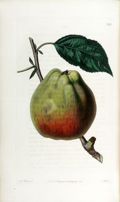 apple 'Cornish Gilliflower'