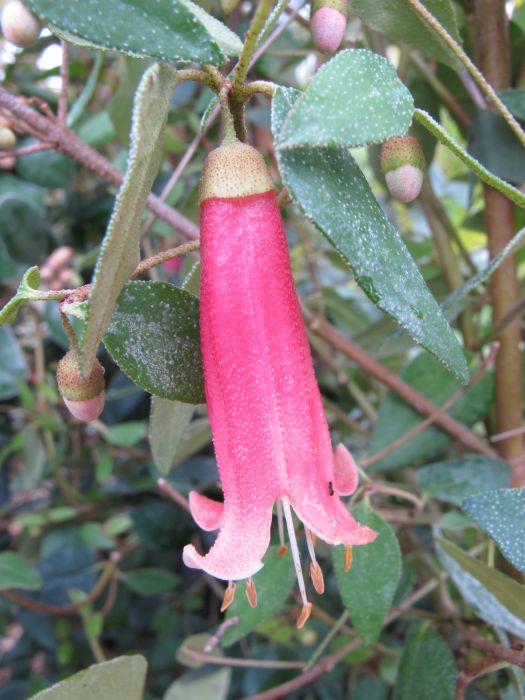 Australian fuchsia 'Mannii'