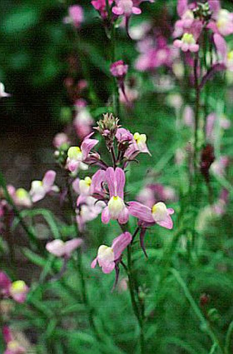 annual toadflax