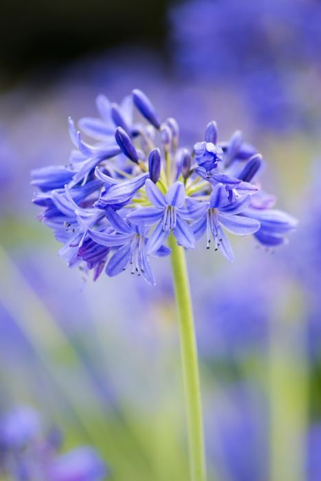African lily 'Torbay'