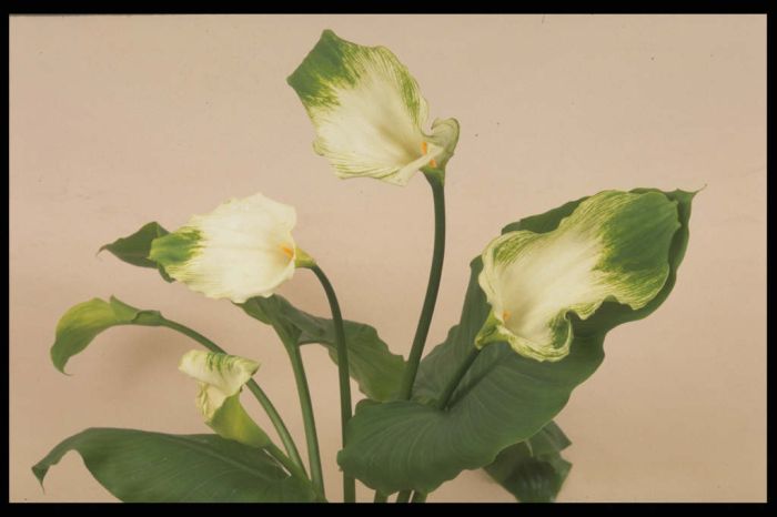 arum lily 'Green Goddess'