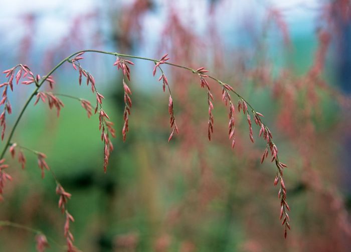 amaranth feathers