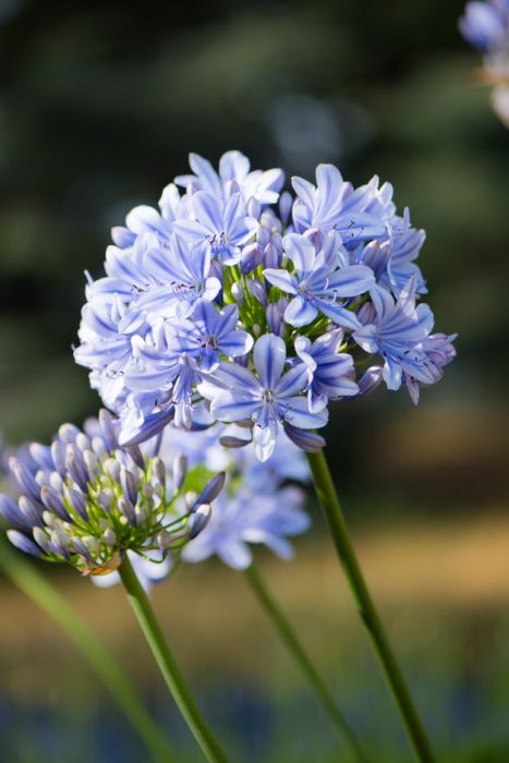 African lily 'Full Moon'