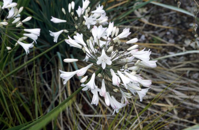 African lily 'Bressingham White'