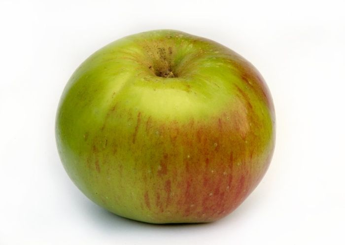 apple 'Bramley's Seedling'