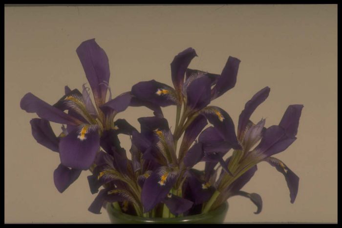 Algerian iris 'Abington Purple'