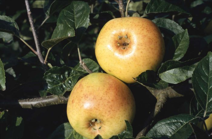 apple 'Dummellor's Seedling'