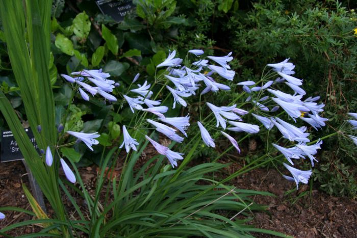 African lily 'Streamline'