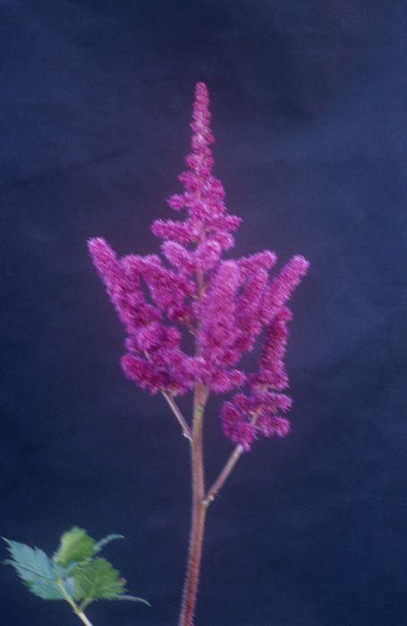 astilbe 'Vision in Red'