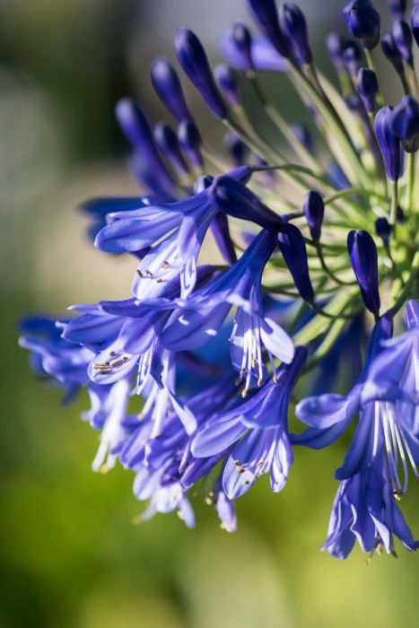 African lily 'Jack's Blue'