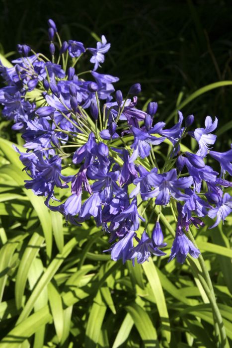 African lily 'Royal Blue'