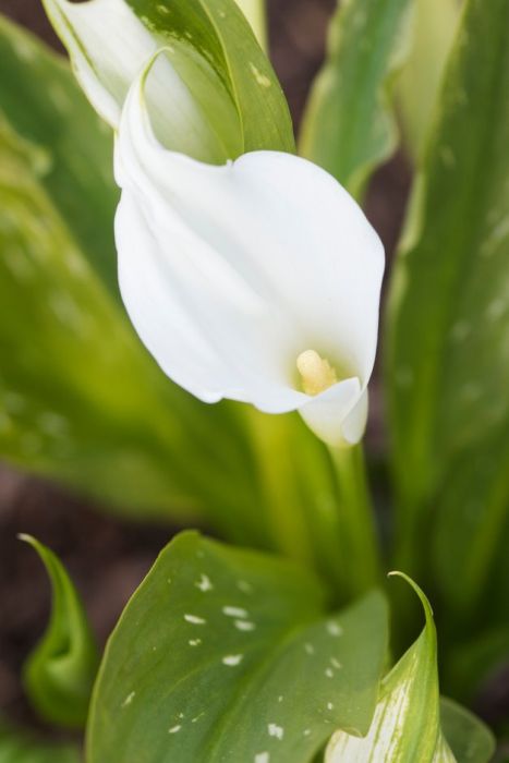 arum lily 'Royal Snowland'