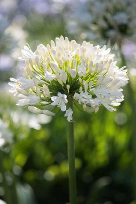 African lily 'Snow Cloud'