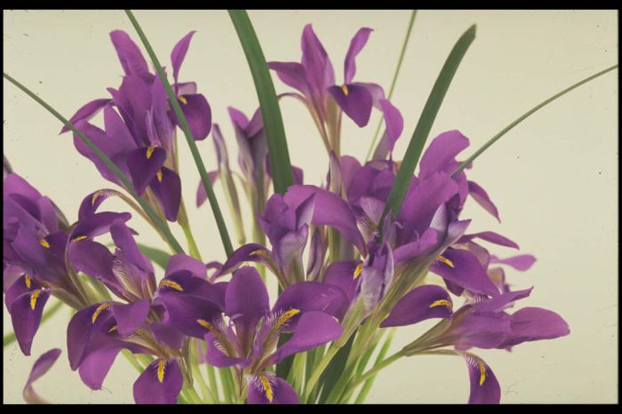 Algerian iris 'Mary Barnard'