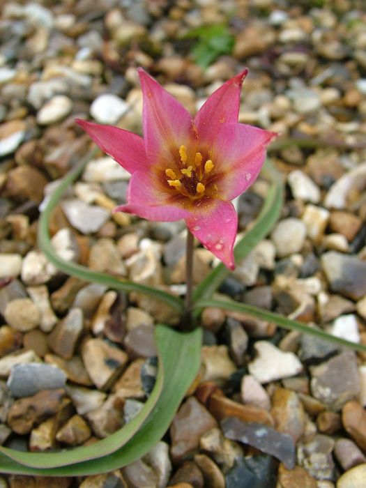 Aucher's tulip