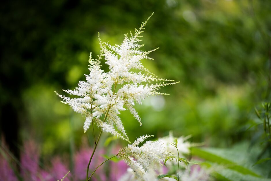 Astilbe 'Queen of Holland'