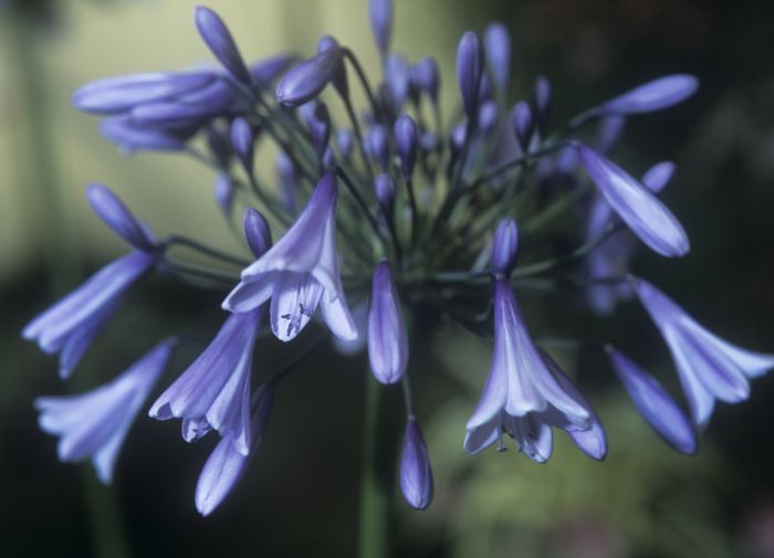 African lily 'Liam's Lilac'