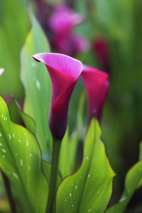 arum lily 'Sumatra'