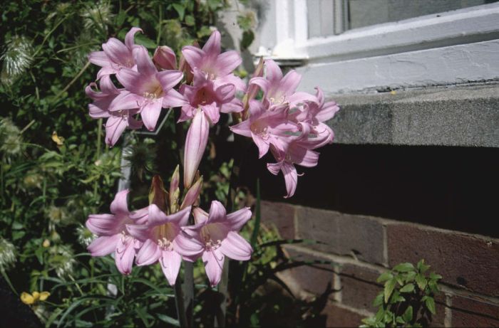 belladonna lily