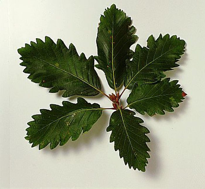 Algerian oak