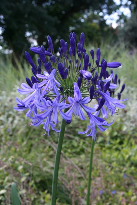 African lily 'Timaru'
