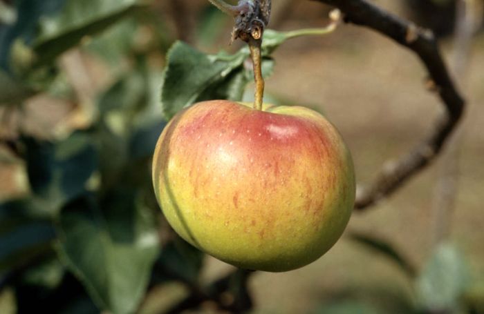 apple 'Laxton's Epicure'