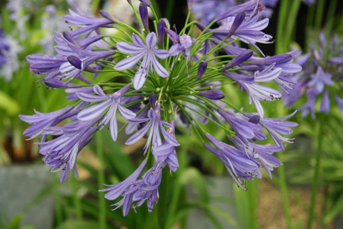 African lily 'Regal Beauty'