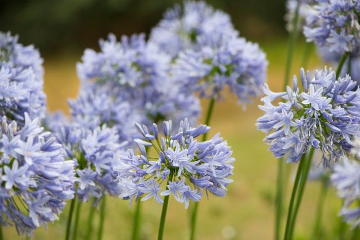 African lily 'Eggesford Sky'