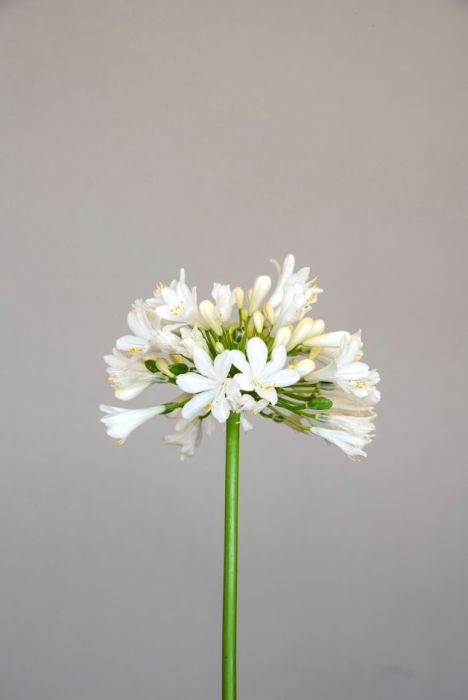 African lily [Ever White]