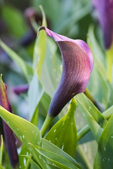 arum lily 'Purple Moon'
