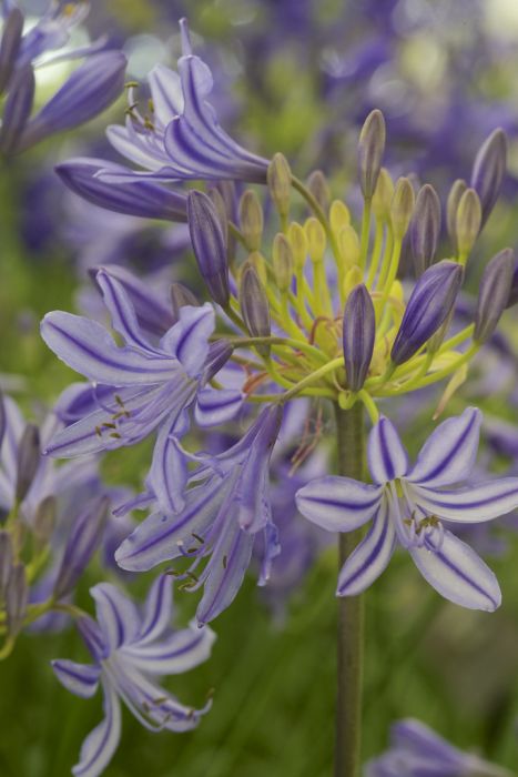 African lily 'Gold Strike'