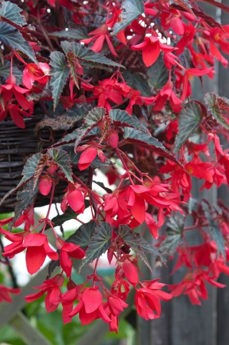 begonia [Amour]
