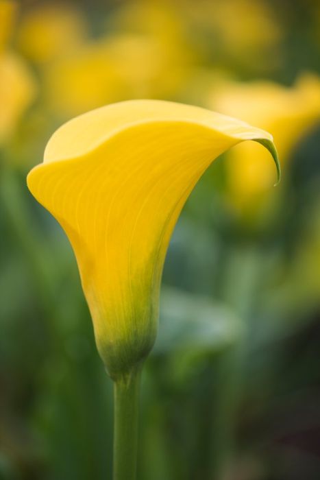 arum lily 'Yelloween'
