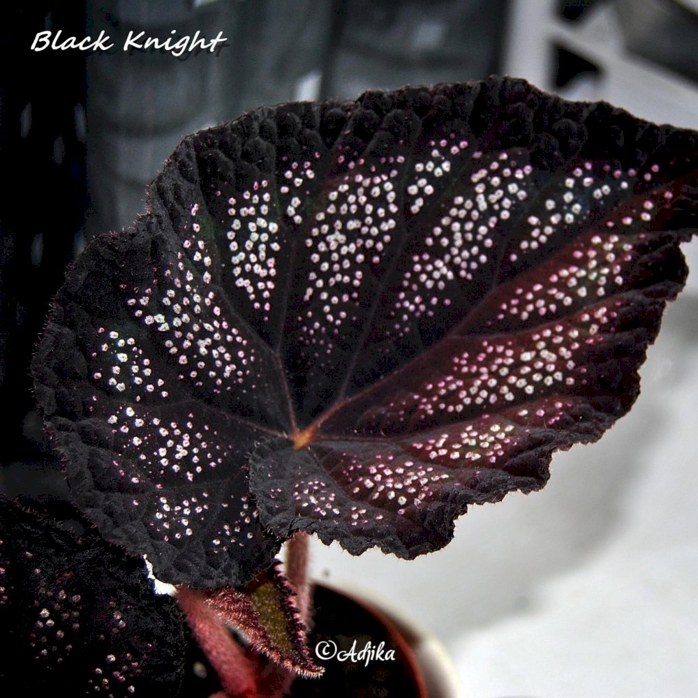 begonia 'Black Knight'