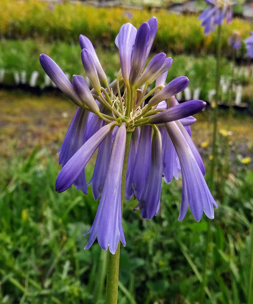 African lily 'Crystal'