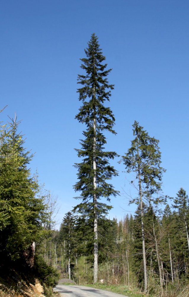European silver fir