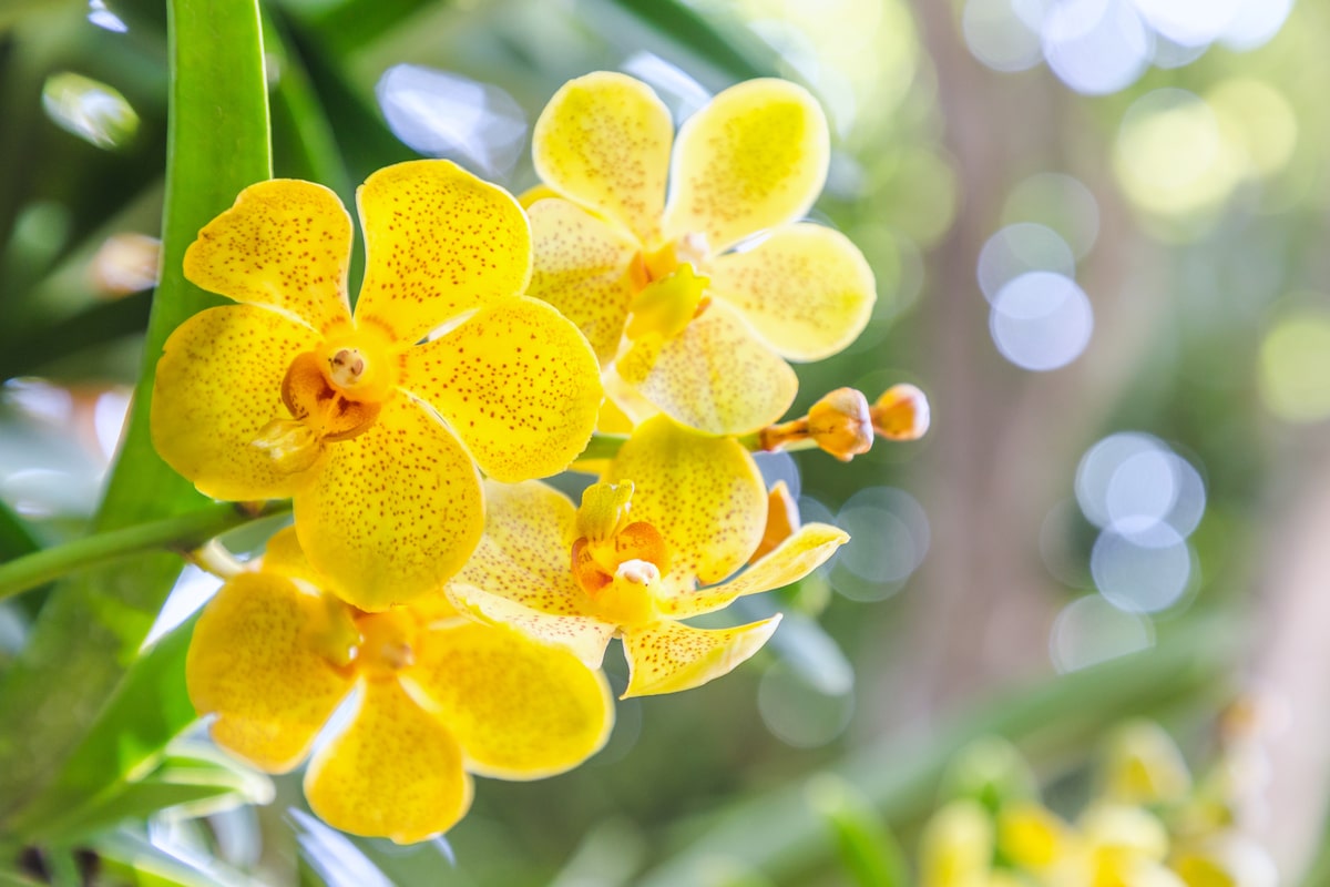Avoid these mistakes if you want your orchid to flower