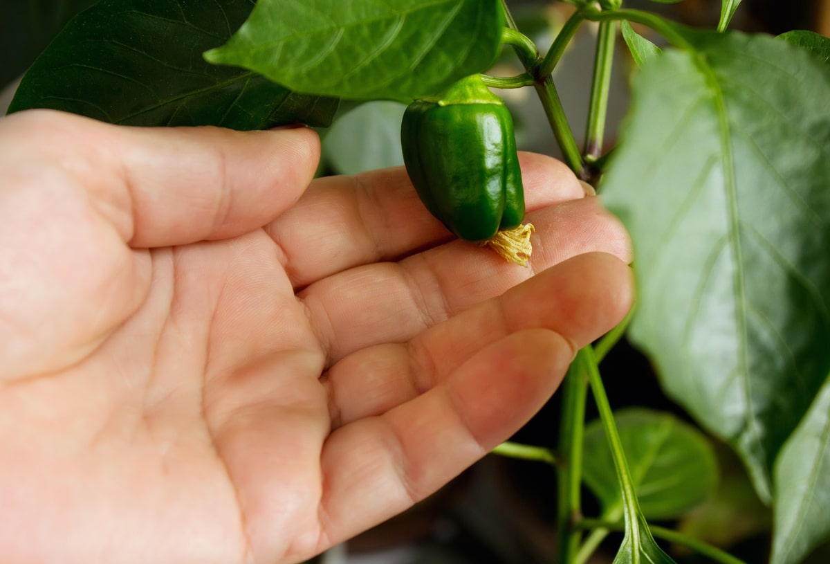 5 edible plants you can grow indoors in fall and winter
