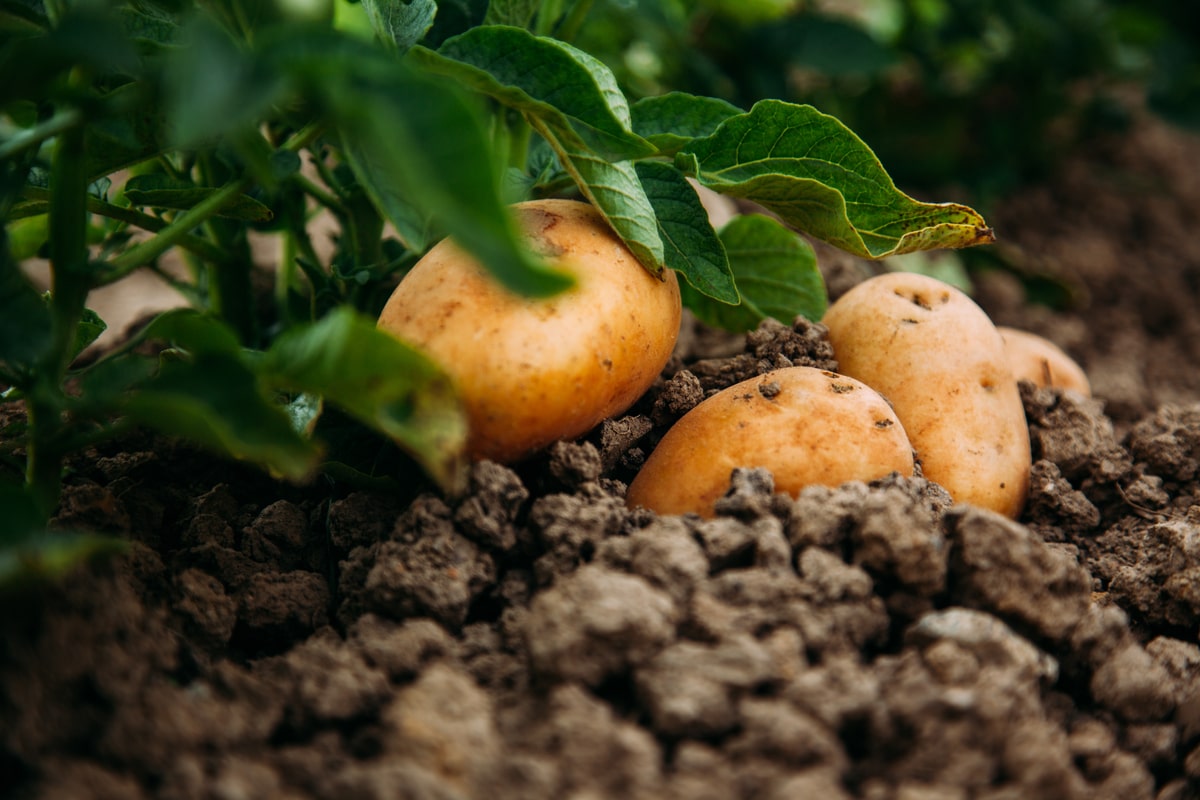 Enhancing potato crop yields through AMF colonization
