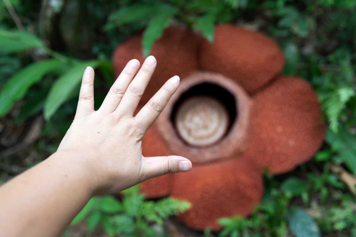 Rafflesia: The largest flower on the verge of extinction