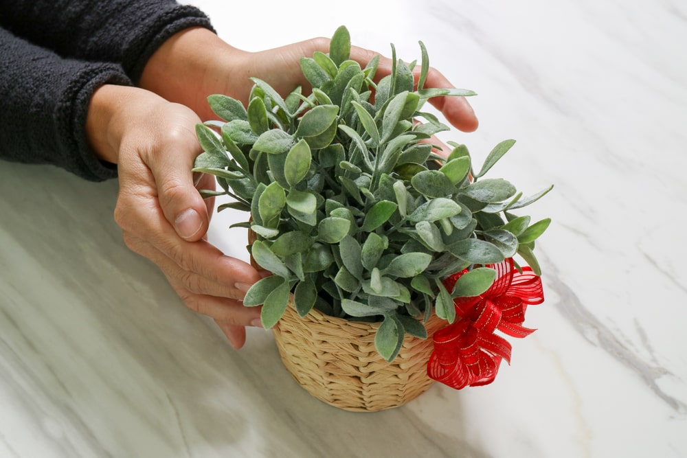 Unusual plants as unique winter gifts